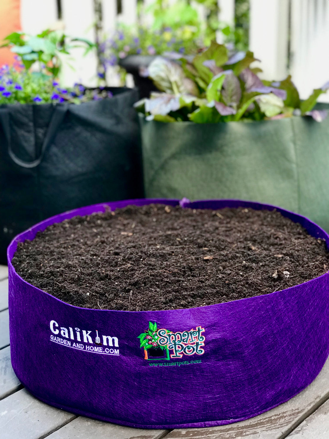 CaliKim Smart Pots Mini Raised Bed, Purple (3 pack)