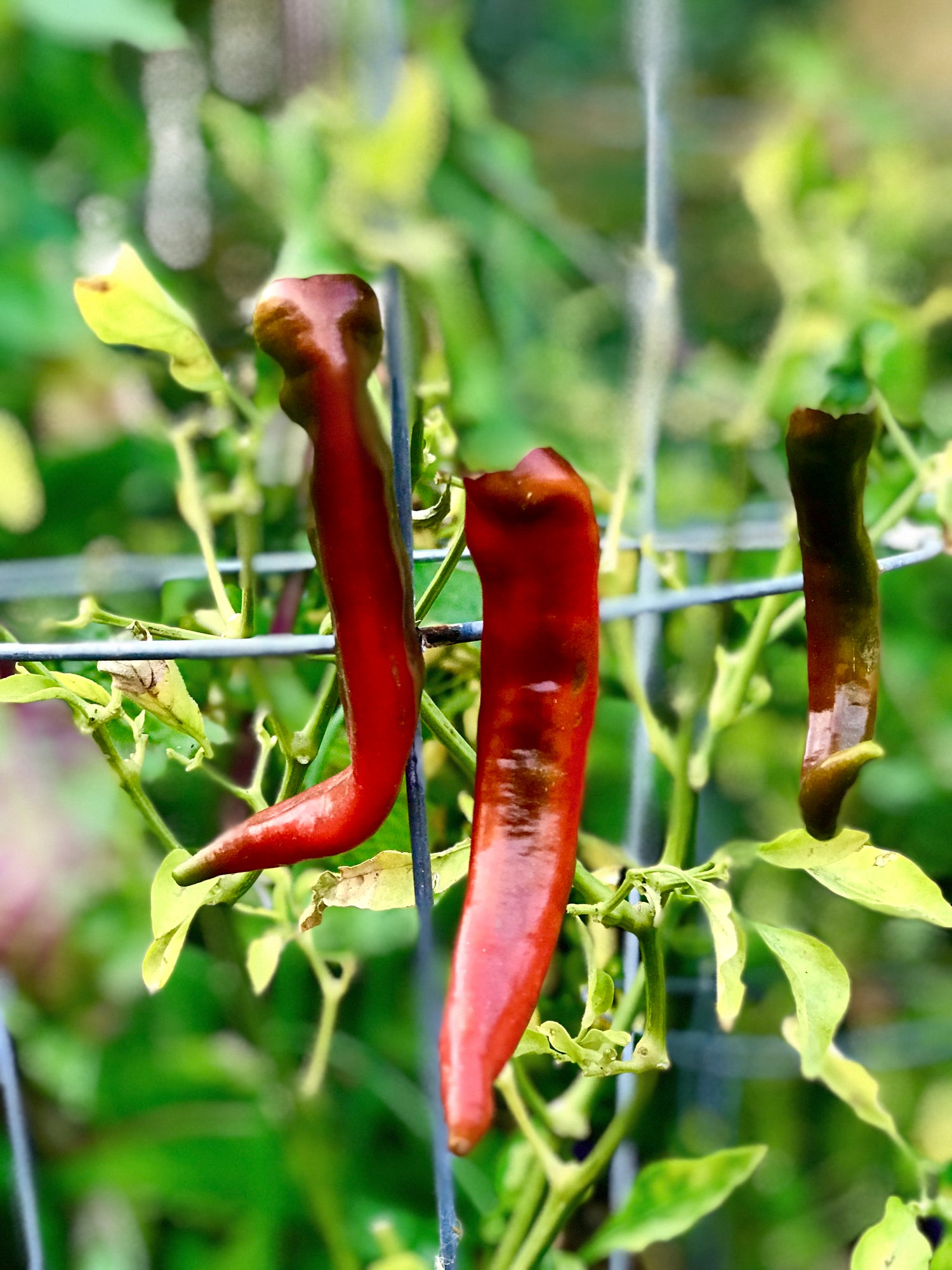 plant pepper from seed Pepper Seed Collection — Sweet, Mild, and Spicy Harvests – CaliKim Garden & Home DIY, Inc